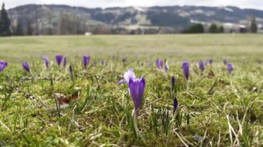 Güneşli bir bahar gününde açan bahar mor ve beyaz timsahların olduğu bir tarla. Rüzgar çiçek yaprakları savurur, arılar uçuşur. Yüksek kalite 4k görüntü