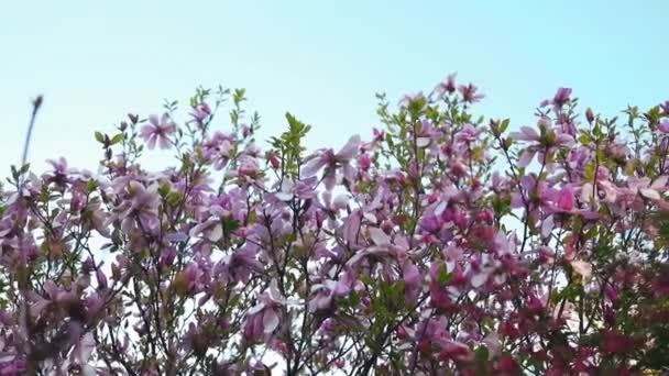 Niesamowicie Piękne Różowe Drzewo Magnolii Magnolia Kwiaty Płatkach Których Woda — Wideo stockowe