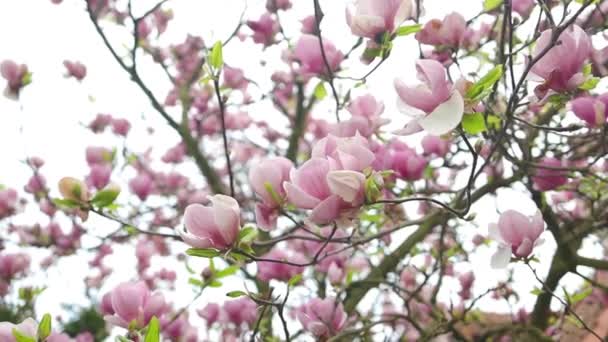 Niesamowicie Piękne Różowe Drzewo Magnolii Magnolia Kwiaty Płatkach Których Woda — Wideo stockowe
