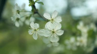Baharda çiçek açan kiraz ağacı bahçesi. Kiraz ve elma ağaçlarıyla meyve bahçesinde dallar üzerinde beyaz çiçekler. Güzel doğa. Çiçek mevsimi. Kopya alanı olan bir arkaplan. Yüksek kalite FullHD