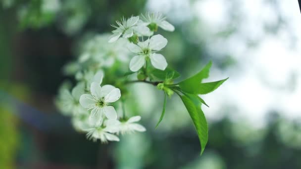 Kwitnący Wiśniowy Ogród Wiosnę Białe Kwiaty Gałęziach Sadu Owocowego Wiśniami — Wideo stockowe