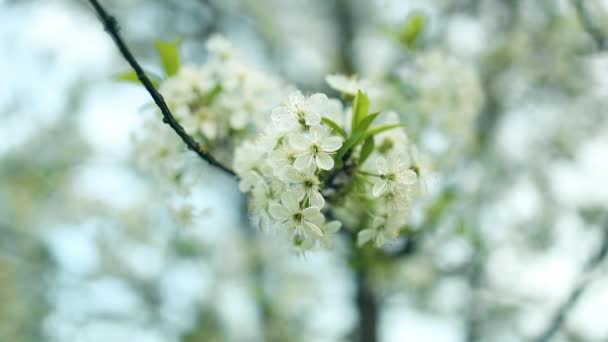 Blomstrende Kirsebær Blomstre Træhave Foråret Hvide Blomster Grene Frugthave Med – Stock-video