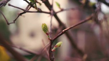 Yeşil üzüm yaprağı. Üzüm dalları, dalları ve taze yaprakları olan üzüm yaprakları. Yeşil yapraklı küçük üzüm dalı. Gölgesi olmadan izole edilmiş. Taze asma yaprakları. Bahar. Yaz. Yüksek kalite