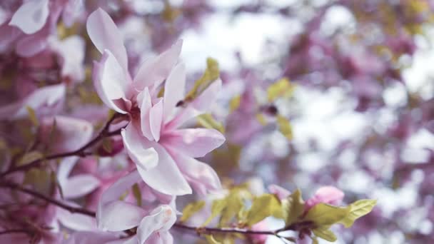 Wiosna Kwitnąca Różowa Magnolia Wietrze Pod Błękitnym Niebem Wybiórcze Skupienie — Wideo stockowe