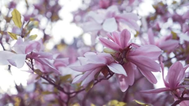 Kwitnące Drzewo Magnolii Wiosną Pastelowym Bokeh Niebieskim Niebie Różowym Tle — Wideo stockowe