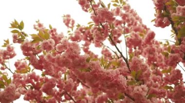 İlkbaharda kiraz çiçeği. Güzel sakura çiçeği, ilkbaharda kiraz çiçeği. Baharda Sakura ağacı çiçeği. Kiraz ağacının pembe çiçekleri. Yüksek kaliteli FullHD görüntüler