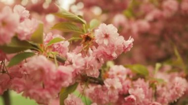 İlkbaharda kiraz çiçeği. Güzel sakura çiçeği, ilkbaharda kiraz çiçeği. Baharda Sakura ağacı çiçeği. Kiraz ağacının pembe çiçekleri. Yüksek kaliteli FullHD görüntüler