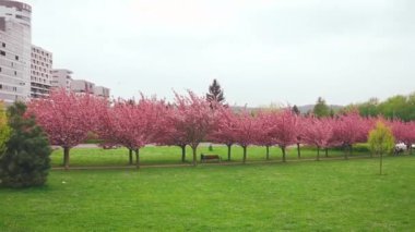 Baharda parktaki güzel pembe çiçek açan sakura ağaçları. Yeşil çalıların arasında kiraz ağaçları çiçek açtı. Yüksek kaliteli FullHD görüntüler
