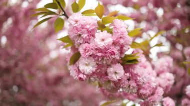 İlkbaharda kiraz çiçeği. Güzel sakura çiçeği, ilkbaharda kiraz çiçeği. Baharda Sakura ağacı çiçeği. Kiraz ağacının pembe çiçekleri. Yüksek kaliteli FullHD görüntüler