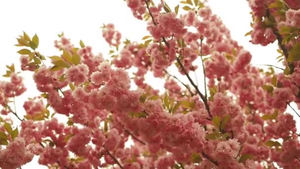 Άνθη Κερασιάς Την Άνοιξη Όμορφο Λουλούδι Sakura Άνθη Κερασιάς Την — Αρχείο Βίντεο