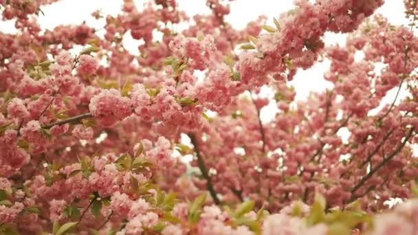 Flor Cerezo Primavera Hermosa Flor Sakura Flor Cerezo Primavera Sakura — Vídeo de stock