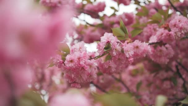 Flor Cerezo Primavera Hermosa Flor Sakura Flor Cerezo Primavera Sakura — Vídeo de stock