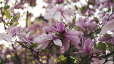 Pastel bokeh mavi gökyüzü ve pembe arka planda çiçek açan manolya ağacı, geniş kompozisyon, internet bahar pankartı. Yüksek kaliteli FullHD görüntüler