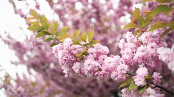 Selektywne Skupienie Pięknych Gałęzi Różowych Kwiatów Wiśni Drzewie Pod Błękitnym — Wideo stockowe