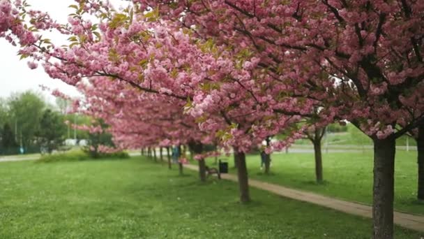 青い空の下の木にピンクの桜の美しい枝の選択的な焦点 公園内の春の季節の美しい桜の花 花のパターンのテクスチャ 自然の花の背景 — ストック動画