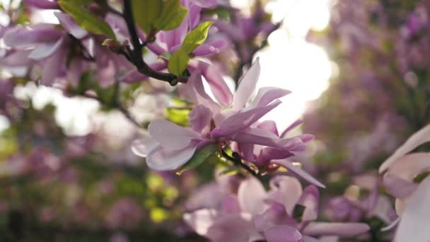 Blommande Magnolia Träd Våren Pastell Bokeh Blå Himmel Och Rosa — Stockvideo