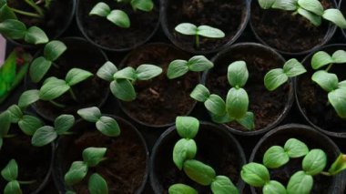 Plastik kaplarda duran taze tohum. Salatalık çiftliği. Serada salatalık yetiştirmek için. Salatalık fideleri. Seçici odaklanma. Yüksek kaliteli FullHD görüntüler
