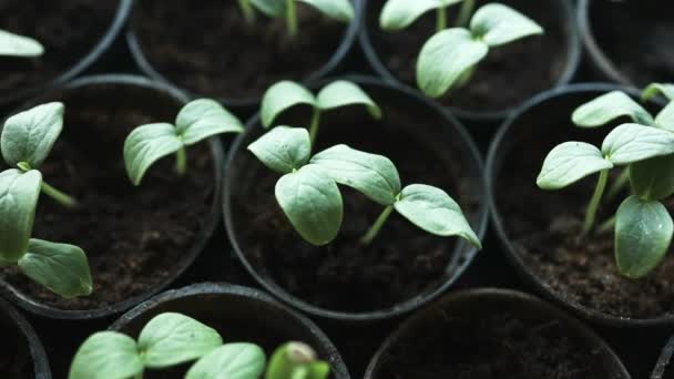 Plastik Kaplarda Duran Taze Tohum Salatalık Çiftliği Serada Salatalık Yetiştirmek — Stok video