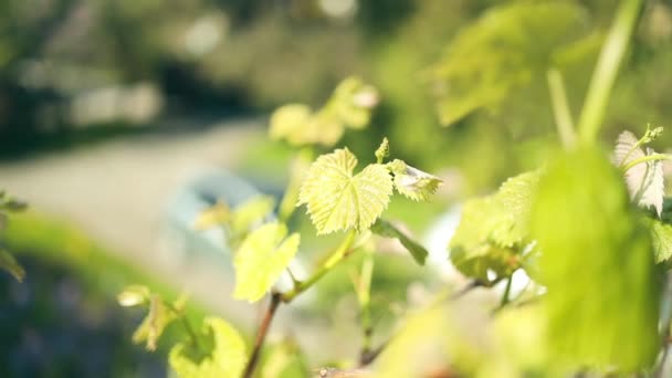 グリーンフレッシュグレープリーフ ブドウはしわと若葉でブドウの枝を残しています 緑の葉を持つ小さなブドウの枝 影なしに孤立した 新鮮な若いブドウの葉 スプリング サマー 高品質で — ストック動画