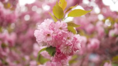 Mavi gökyüzünün altındaki ağaçta pembe kiraz çiçeklerinin güzel dallarının seçici odak noktası, bahar mevsiminde güzel Sakura çiçekleri, çiçek desenleri, doğa çiçekli arka plan.