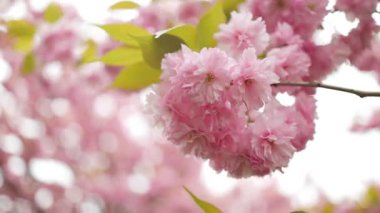 Uçan çiçeklerle büyüyen güzel bahar çiçekleri. İlkbaharda kiraz çiçeği. Japon sakurası. Yüksek kaliteli FullHD görüntüler
