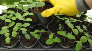 Plastik kabın içinde büyüyen salatalık fidelerinin çiftçi el yaprağı. Tarım, bahçıvanlık ya da ekoloji konsepti yüksek kaliteli FullHD görüntüleri.