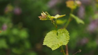 Yeşil üzüm yaprağı. Üzüm dalları, dalları ve taze yaprakları olan üzüm yaprakları. Yeşil yapraklı küçük üzüm dalı. Gölgesi olmadan izole edilmiş. Taze asma yaprakları. Bahar. Yaz. Yüksek kalite