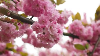 Mavi gökyüzünün altındaki ağaçta pembe kiraz çiçeklerinin güzel dallarının seçici odak noktası, bahar mevsiminde güzel Sakura çiçekleri, çiçek desenleri, doğa çiçekli arka plan.