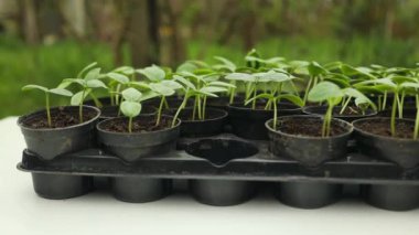 Plastik kaplarda duran taze tohum. Salatalık çiftliği. Serada salatalık yetiştirmek için. Salatalık fideleri. Seçici odaklanma. Yüksek kaliteli FullHD görüntüler