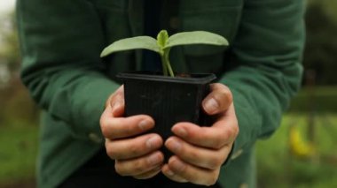 Plastik kabın içinde büyüyen salatalık fidelerinin çiftçi el yaprağı. Tarım, bahçıvanlık ya da ekoloji konsepti yüksek kaliteli FullHD görüntüleri.