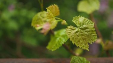 Yeşil üzüm yaprağı. Üzüm dalları, dalları ve taze yaprakları olan üzüm yaprakları. Yeşil yapraklı küçük üzüm dalı. Gölgesi olmadan izole edilmiş. Taze asma yaprakları. Bahar. Yaz. Yüksek kalite