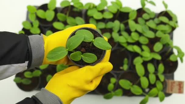 Plastik Kabın Içinde Büyüyen Salatalık Fidelerinin Çiftçi Yaprağı Tarım Bahçıvanlık — Stok video