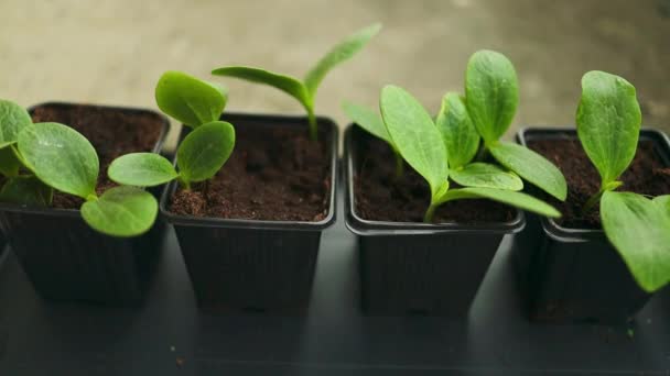 幼嫩的嫩芽生长在塑料罐中 黄瓜种植园 在温室里种植黄瓜 黄瓜幼苗 有选择的重点 优质Fullhd影片 — 图库视频影像