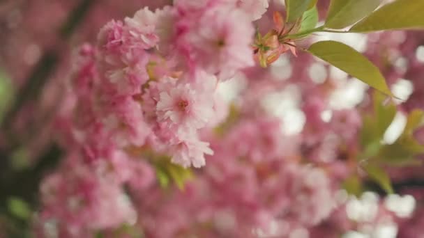 Selektive Fokussierung Von Schönen Zweigen Rosa Kirschblüten Auf Dem Baum — Stockvideo