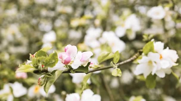 Ветка Цветущими Цветами Белые Цветущие Цветы Ветвях Яблони Весенняя Цветущая — стоковое видео