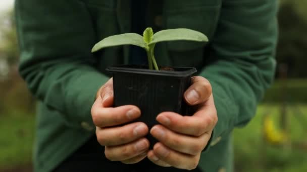 プラスチック製の鍋で栽培されたキュウリの苗の葉を保持する農民の手 園芸または生態学の概念 良質のフルHd映像 — ストック動画