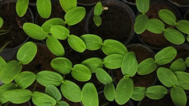 幼嫩的嫩芽生长在塑料罐中 黄瓜种植园 在温室里种植黄瓜 黄瓜幼苗 有选择的重点 优质Fullhd影片 — 图库视频影像