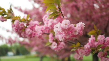 Mavi gökyüzünün altındaki ağaçta pembe kiraz çiçeklerinin güzel dallarının seçici odak noktası, bahar mevsiminde güzel Sakura çiçekleri, çiçek desenleri, doğa çiçekli arka plan.