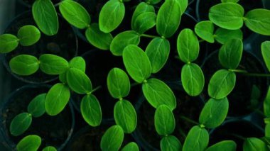 Plastik kaplarda duran taze tohum. Salatalık çiftliği. Serada salatalık yetiştirmek için. Salatalık fideleri. Seçici odaklanma. Yüksek kaliteli FullHD görüntüler