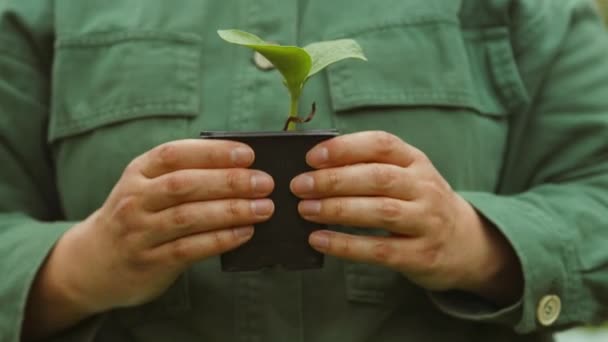 プラスチック製の鍋で栽培されたキュウリの苗の葉を保持する農民の手 園芸または生態学の概念 良質のフルHd映像 — ストック動画