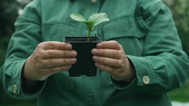 Farmářská Ruka Držící List Pěstovaných Okurkových Sazenic Pěstovaných Plastovém Květináči — Stock video
