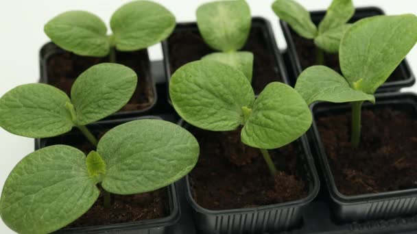 Plántulas Frescas Jóvenes Macetas Plástico Plantación Pepino Cultivo Pepinos Invernadero — Vídeos de Stock