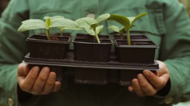 Fazendeiro Mão Segurando Folha Mudas Pepino Cultivadas Crescendo Vaso Plástico — Vídeo de Stock