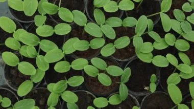 Plastik kaplarda duran taze tohum. Salatalık çiftliği. Serada salatalık yetiştirmek için. Salatalık fideleri. Seçici odaklanma. Yüksek kaliteli FullHD görüntüler