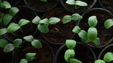 Tohumlar zengin topraktan, parlayan, filizlenen, ekilen güneş ışığına kadar büyüyorlar. Tarım, bahçıvanlık. Bitki gelişimi tohumdan fidana evrimi, ekoloji kavramı. 