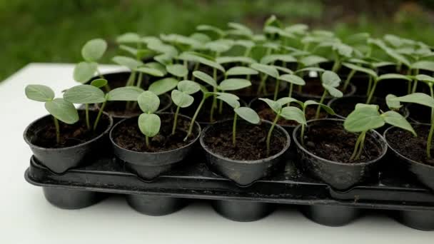 Plastik Kaplarda Duran Taze Tohum Salatalık Çiftliği Serada Salatalık Yetiştirmek — Stok video