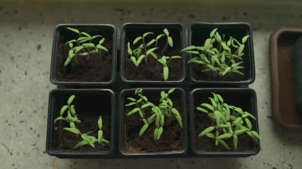 Plántulas Verdes Jóvenes Tomate Cherry Una Forma Ecológica Plástico Especial — Vídeo de stock