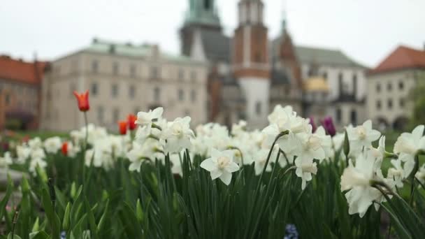 波兰克拉科夫瓦维尔城堡建筑群的夏景 它是波兰历史上和文化上最重要的遗址 前景中的花朵 — 图库视频影像