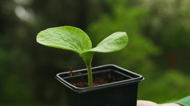 农民手托着种植黄瓜幼苗的叶子 生长在塑料罐中 园艺或生态概念高质量的Fullhd镜头 — 图库视频影像