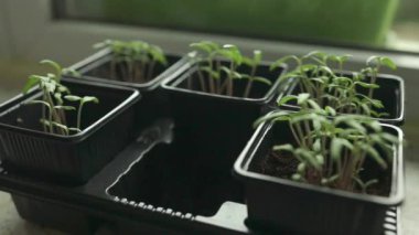 Genç yeşil domates fideleri, özel plastik bir çevre dostudur ve ahşap bir zemin üzerindedir. Domates filizleri, yeşil ışıkların altında büyüyen zaman aşımına uğruyor..